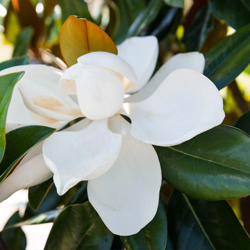 DD Blanchard Magnolia Flower