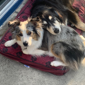 Pets