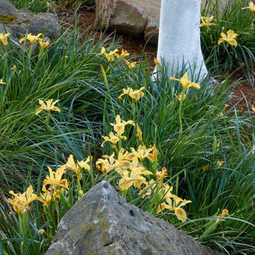 Oakland Hill Top HIdeaway Garden