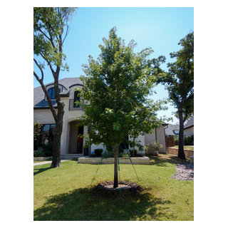Shade Trees for Texas Garten Dallas von Treeland Nursery Houzz