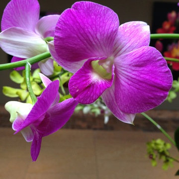 Orchid Show #Chicago Botanic Gardens