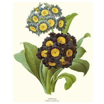 Vintage Botanical Flower Art Print: Auricula