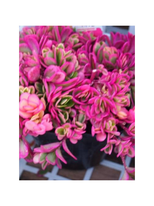 Looking for portulaca oleracea variegata