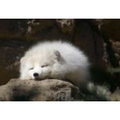 Deanna Lin's photo