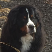 Blaze and Piper's Mom's photo