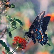 Carol Homan's photo