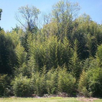 Cape May Bamboo Farms' Yellow Groove Bamboo Grove 6' to 30' tall
