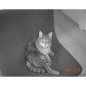 Kitty Bellas billede