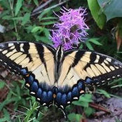 Doreen Farezoco-Duffy's photo