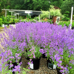 Nepeta - Products