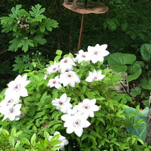 Garden in Indiana