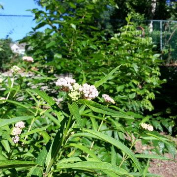 Rain Garden Installations