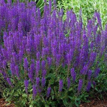 May Night Salvia