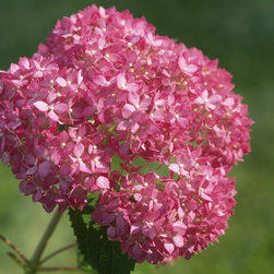Invincibelle&reg; Spirit Smooth Hydrangea - Plants