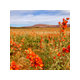 Exteriorscapes llc Exteriorscapes llc