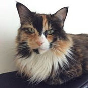 Sandra Fiaccarini's photo