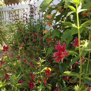 Rockridge shade garden