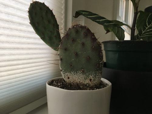 White Mold On Cactus