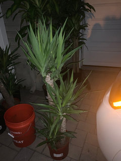 parlor palm plant Parlor Palm Neanthe Bella Palm