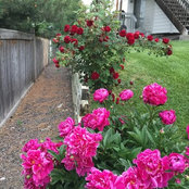 Brenda Combs's photo