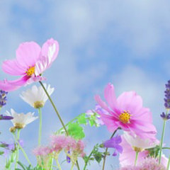 All Blooming Day...
