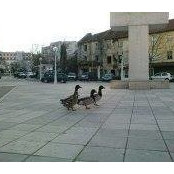 Daniel Mandic's photo