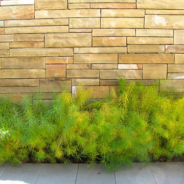 Amsonia at entry