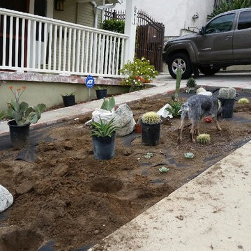 Fun(ky) Cactus Garden!