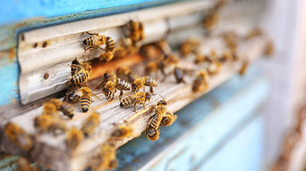 bee removal infestation in home walls las vegas