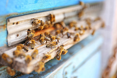 bee removal infestation in home walls las vegas