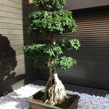 Patio interior