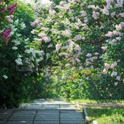 Stunning Plant Material - Products