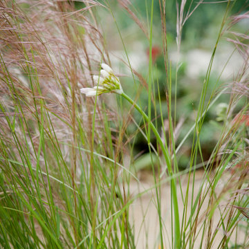 Native Plants Will Not Travel