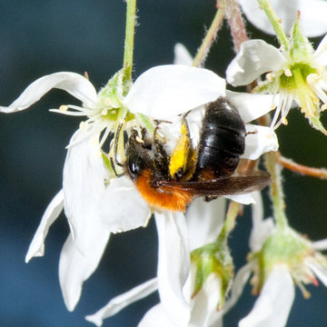 Colletes