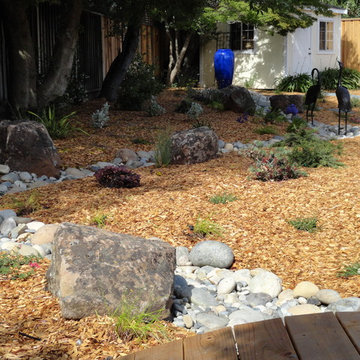 Lawn Alternative Plantings