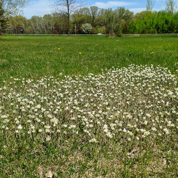 Great Design Plant: Antennaria neglecta