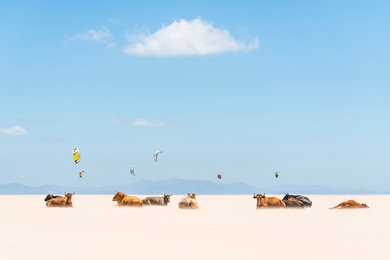 Cows and Kites 40 x 60 inch.