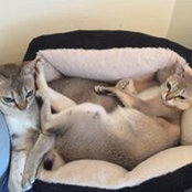 Sylvia Wong's photo