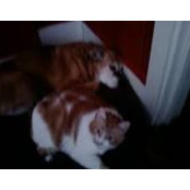 Pam Kokta's photo