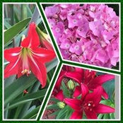 Melissa McKay's photo
