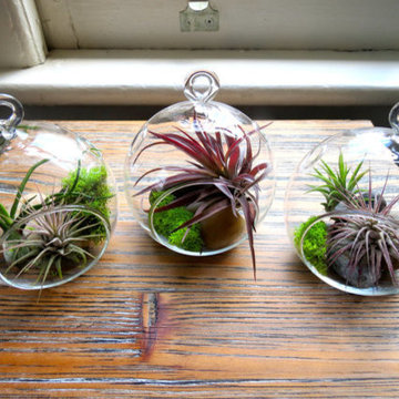 Air Plant Terrarium Design