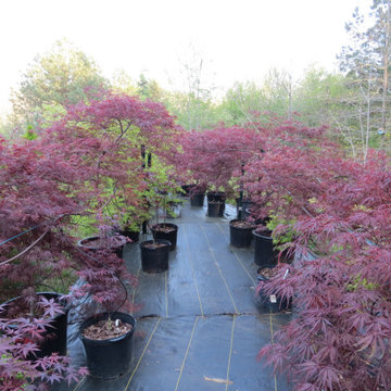 Japanese Maples