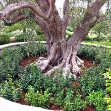 Landscape Ideas