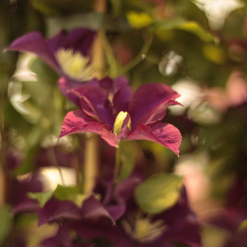 Clématite, clematis