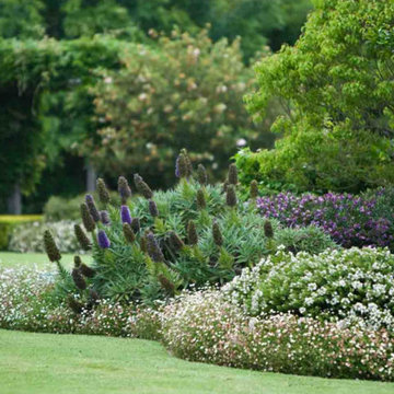 Woodcote - Echium fatsiosum 'Pride of Madeira'