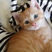 Foto von Renee' Brown