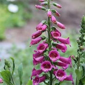 Miriam Paustian's photo