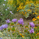 Perennial Garden Consultants Perennial Garden Consultants