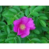 Lorraine Roy's photo