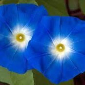 Foto de Beverly Dultmeier
